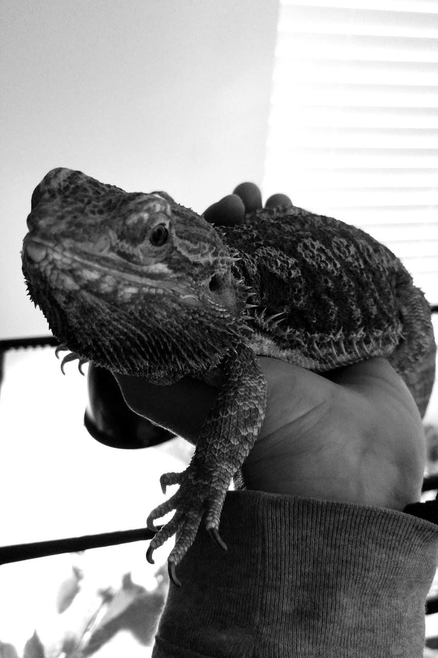 A Happy Pet client relaxing during a sit